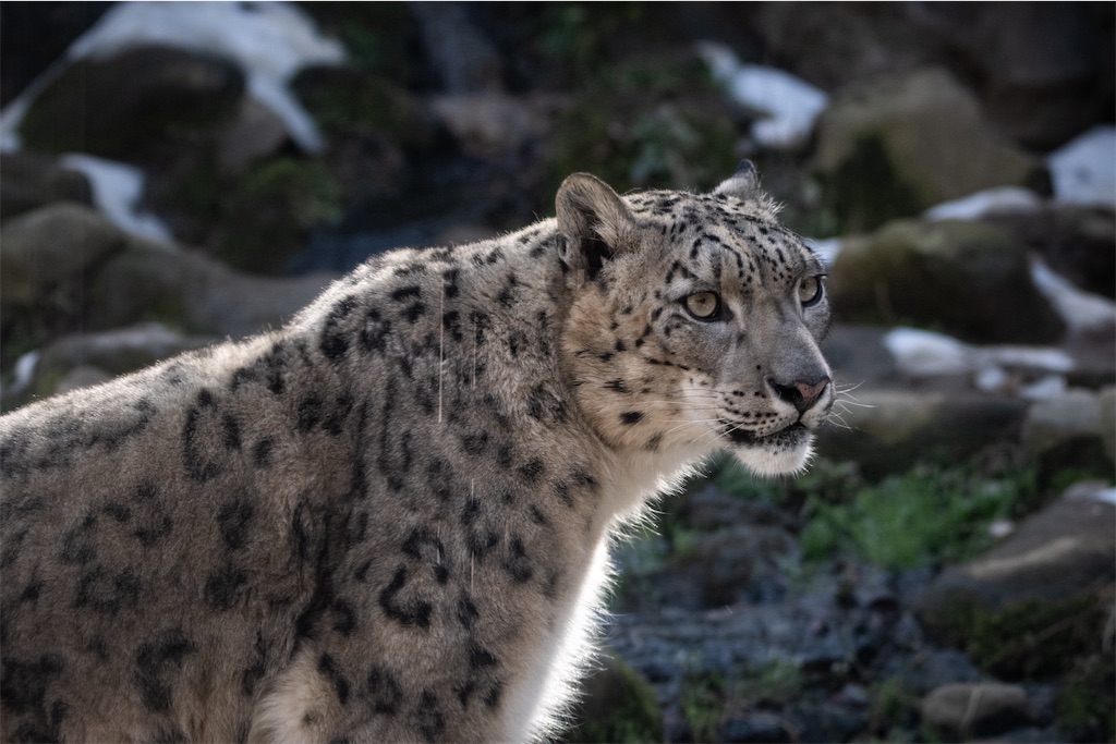 雪中雪豹図…後編 - 独眼流正宗