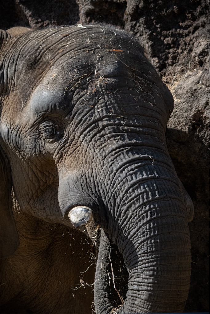 雪中雪豹図…後編 - 独眼流正宗