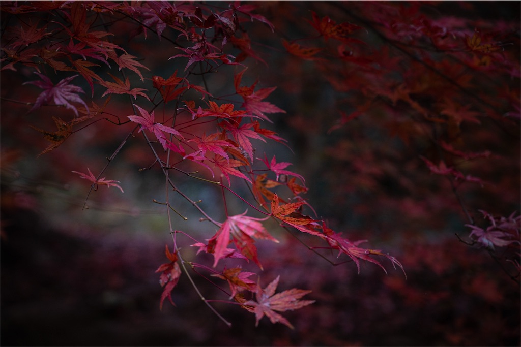 f:id:muramasachang:20251230045726j:image f:id:muramasachang:20251230045726j:image