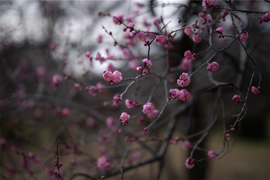 f:id:muramasachang:20260122222726j:image f:id:muramasachang:20260122222726j:image