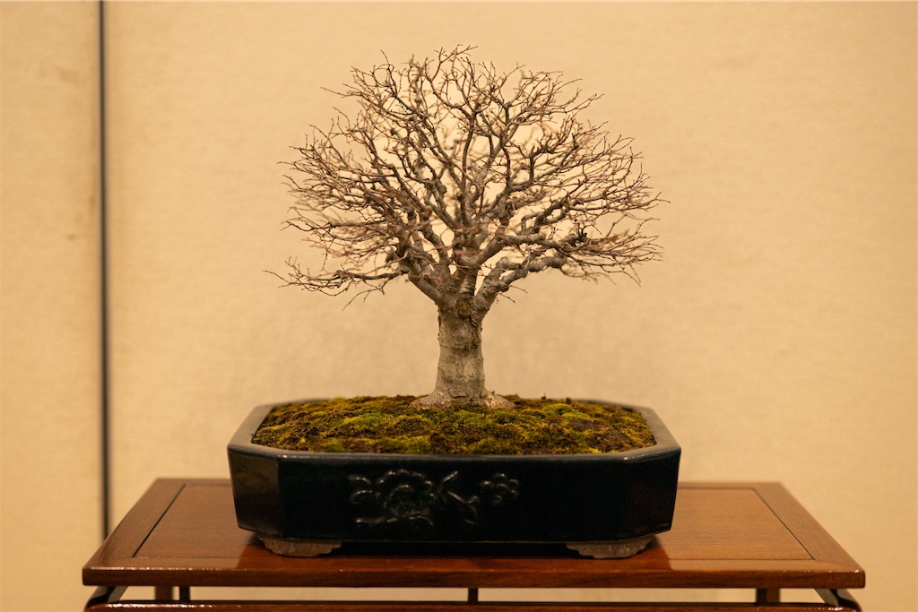 f:id:muramasachang:20260122222940j:image f:id:muramasachang:20260122222940j:image