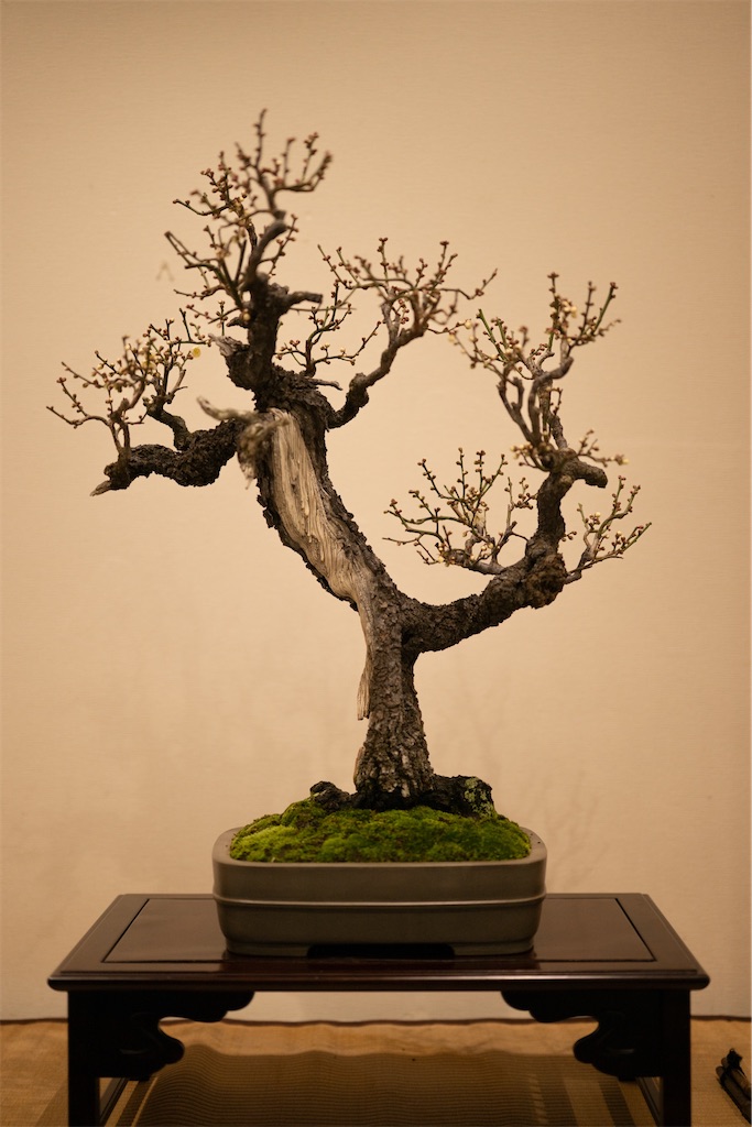 f:id:muramasachang:20260122222946j:image f:id:muramasachang:20260122222946j:image