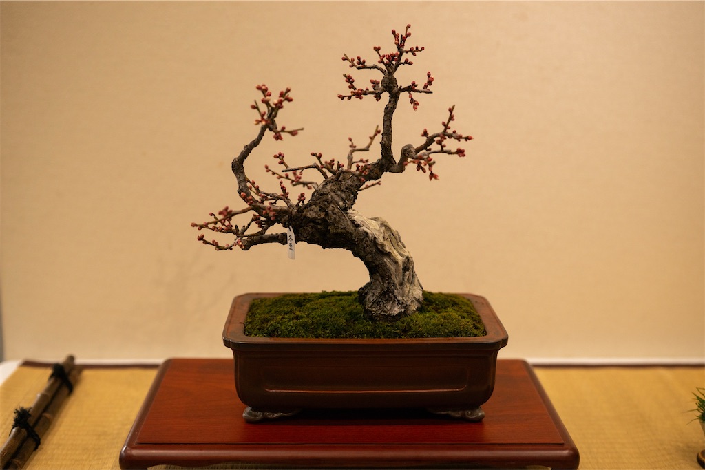 f:id:muramasachang:20260122222950j:image f:id:muramasachang:20260122222950j:image