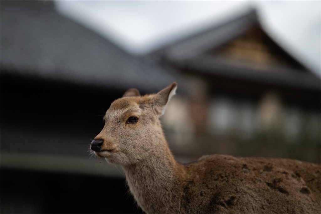 f:id:muramasachang:20260210194403j:image f:id:muramasachang:20260210194403j:image