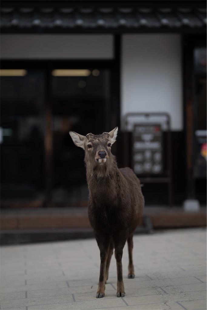 f:id:muramasachang:20260210194418j:image f:id:muramasachang:20260210194418j:image