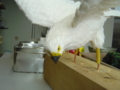 20050906150223