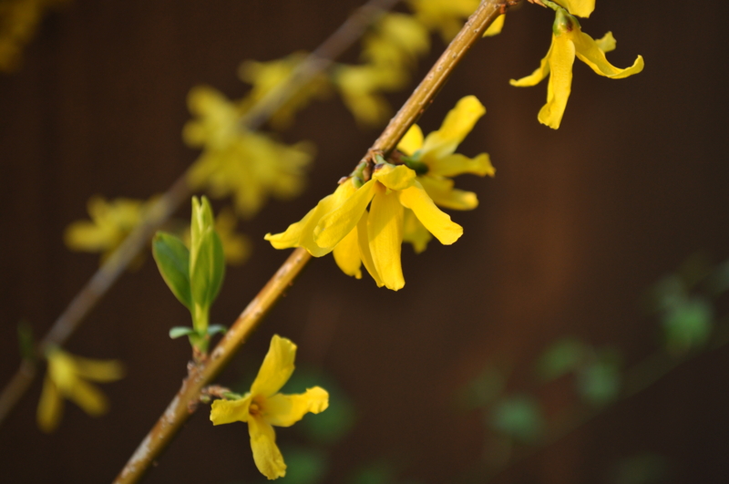 f:id:muramoto-wagashi:20110414174726j:image:left
