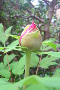 f:id:muramoto-wagashi:20120502071407j:image:w360:left