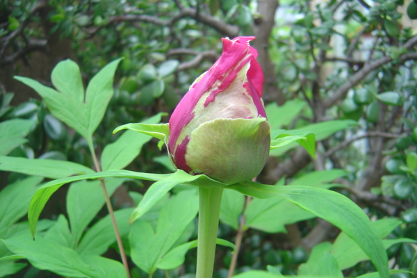 f:id:muramoto-wagashi:20120503085022j:image:w360:left
