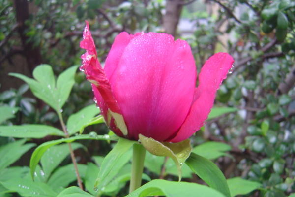 f:id:muramoto-wagashi:20120504073933j:image:w360:left