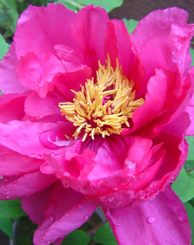 f:id:muramoto-wagashi:20120505111316j:image
