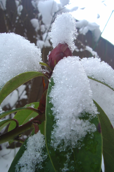 f:id:muramoto-wagashi:20130212092504j:image