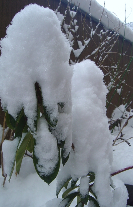 f:id:muramoto-wagashi:20130221085219j:image f:id:muramoto-wagashi:20130221085219j:image
