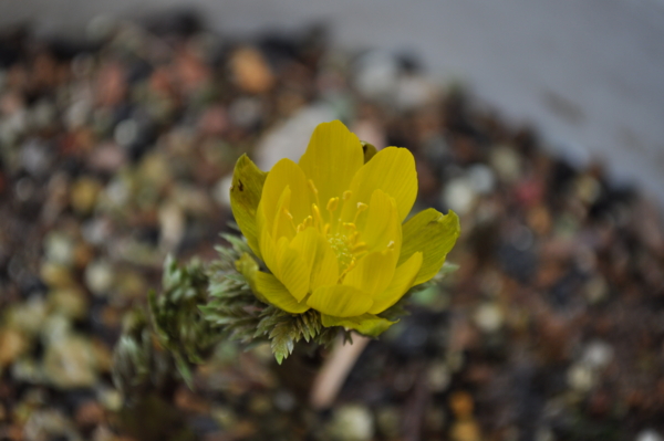 f:id:muramoto-wagashi:20130316104253j:image