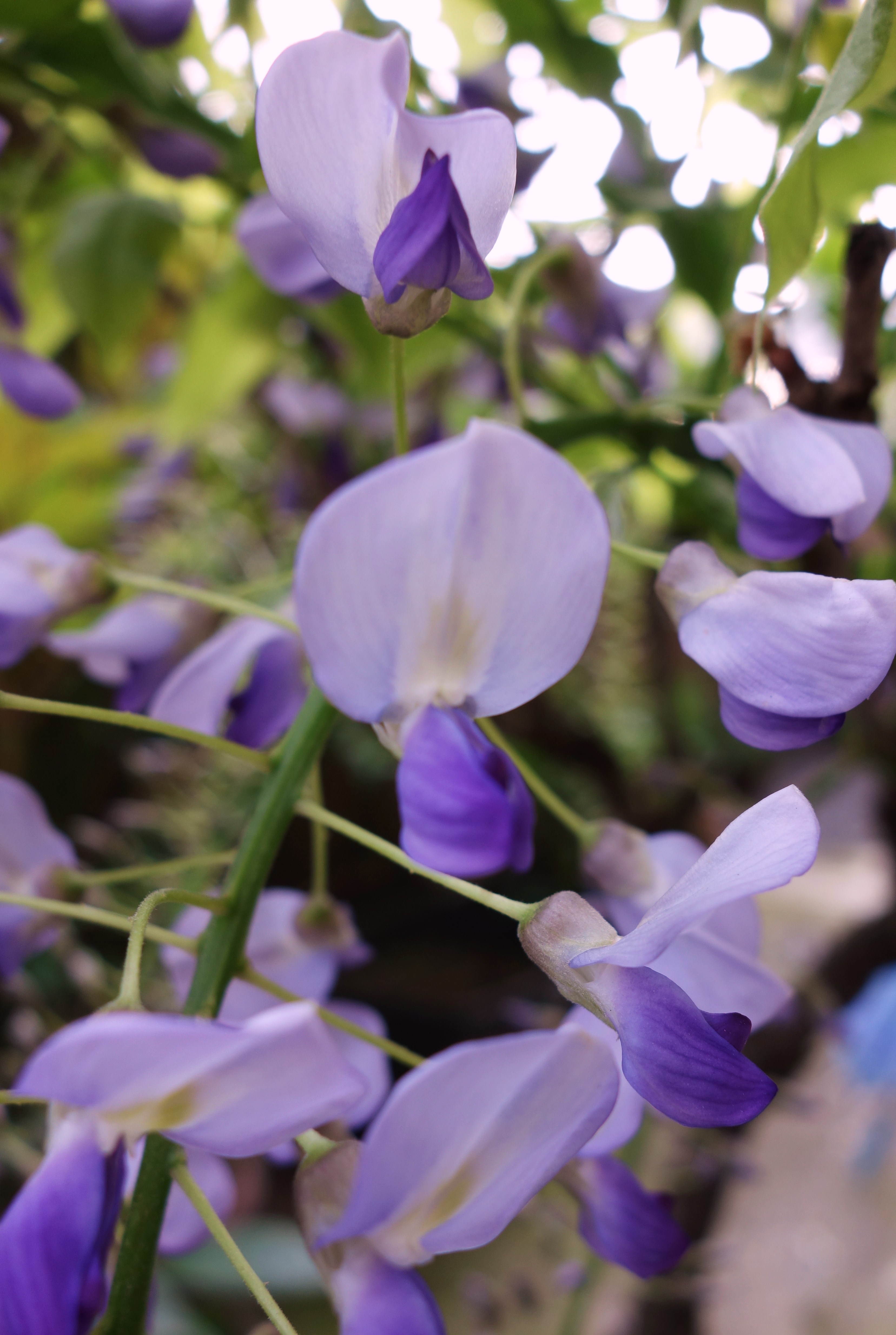 f:id:muramoto-wagashi:20130505081437j:image
