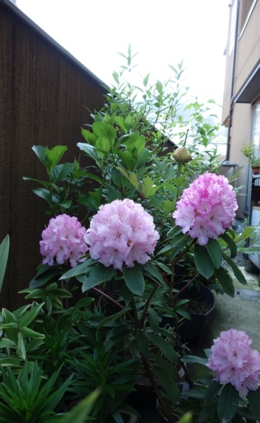 f:id:muramoto-wagashi:20130505081454j:image
