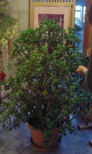 f:id:muramoto-wagashi:20131101174345j:image