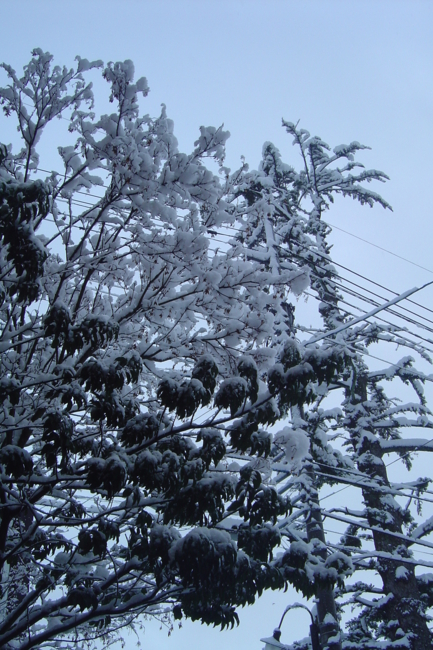 f:id:muramoto-wagashi:20140111083819j:image