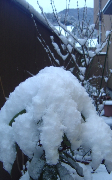 f:id:muramoto-wagashi:20140308065810j:image:w160:left f:id:muramoto-wagashi:20140308065810j:image:w160:left