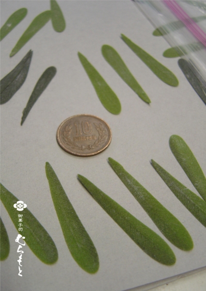 f:id:muramoto-wagashi:20140513201232j:image