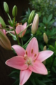 20140619053020