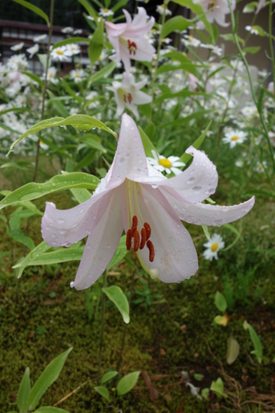 f:id:muramoto-wagashi:20150603092120j:image