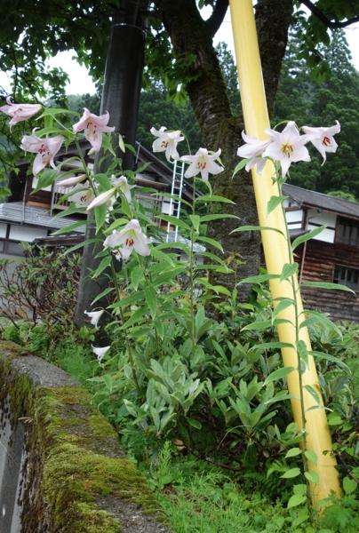 f:id:muramoto-wagashi:20150603092243j:image