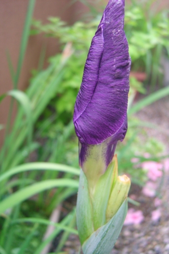 f:id:muramoto-wagashi:20150622105756j:image