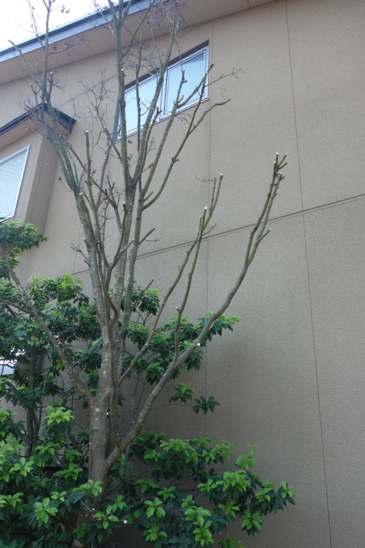 f:id:muramoto-wagashi:20170523075320j:image