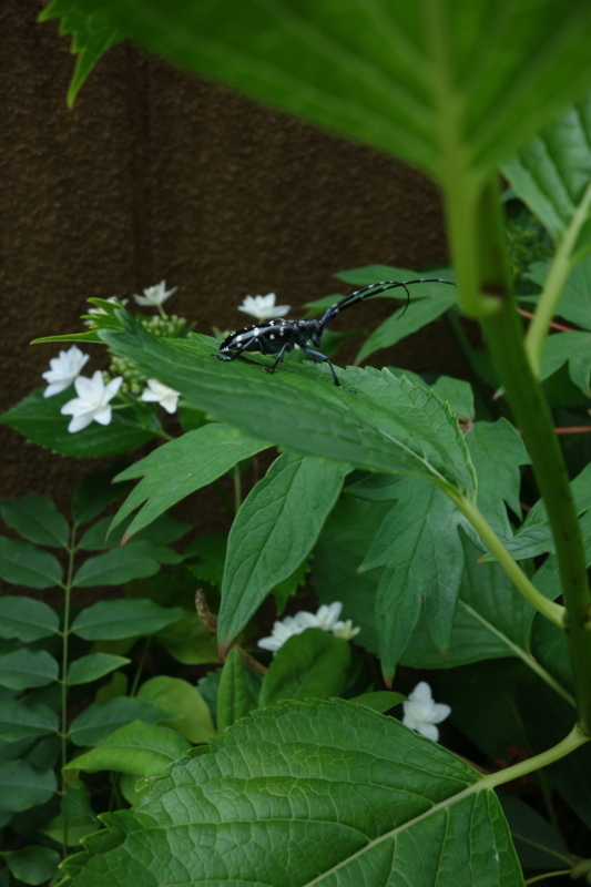 f:id:muramoto-wagashi:20170616161029j:image f:id:muramoto-wagashi:20170616161029j:image