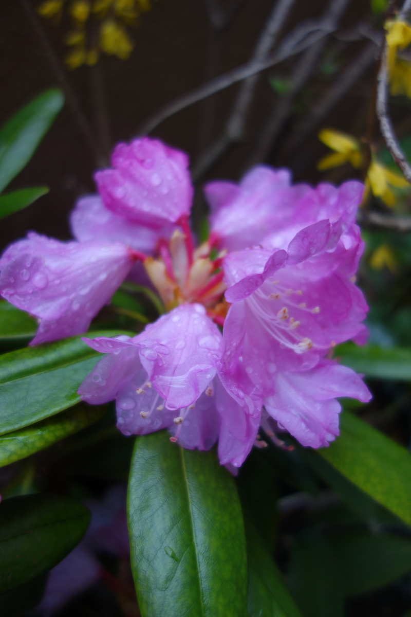 f:id:muramoto-wagashi:20190411071813j:plain