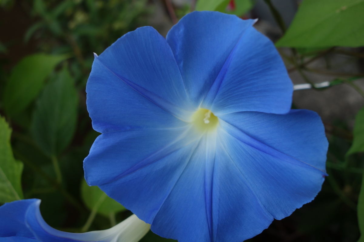 f:id:muramoto-wagashi:20190918084456j:plain