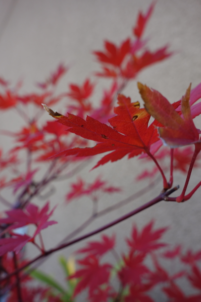 f:id:muramoto-wagashi:20191117124033j:plain