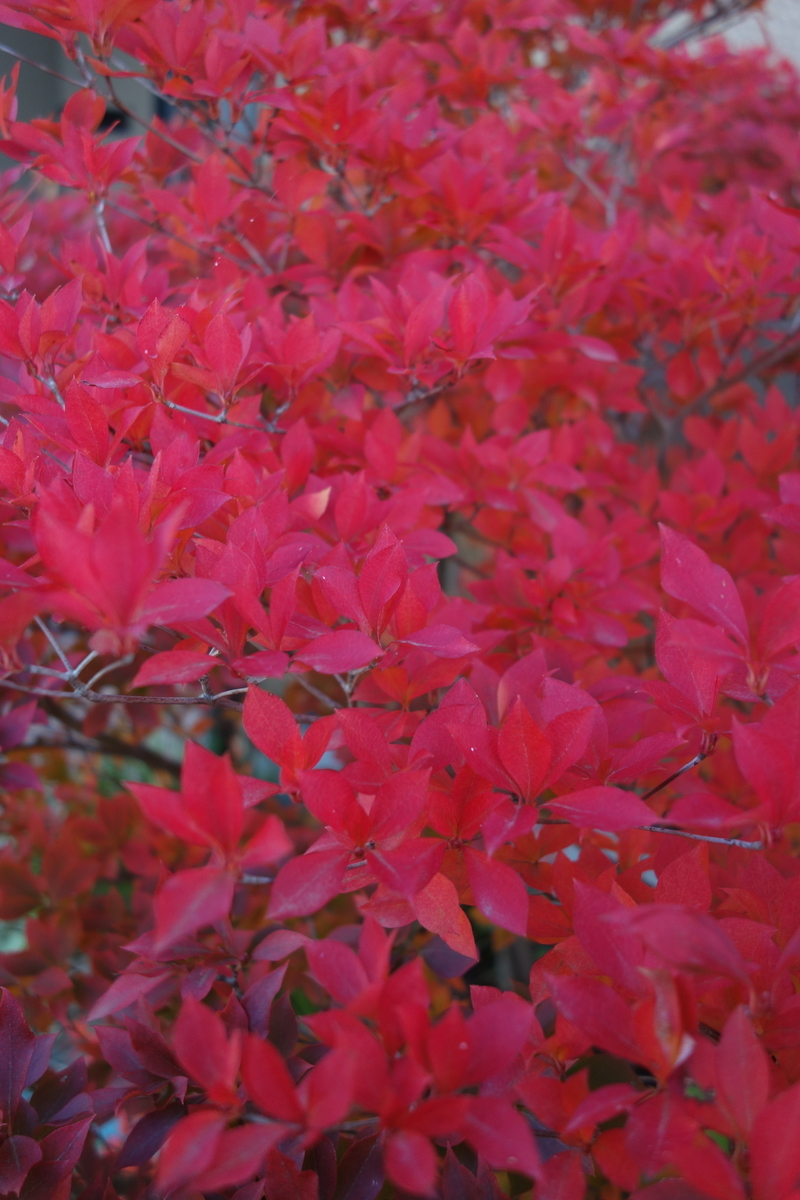 f:id:muramoto-wagashi:20201114170047j:plain