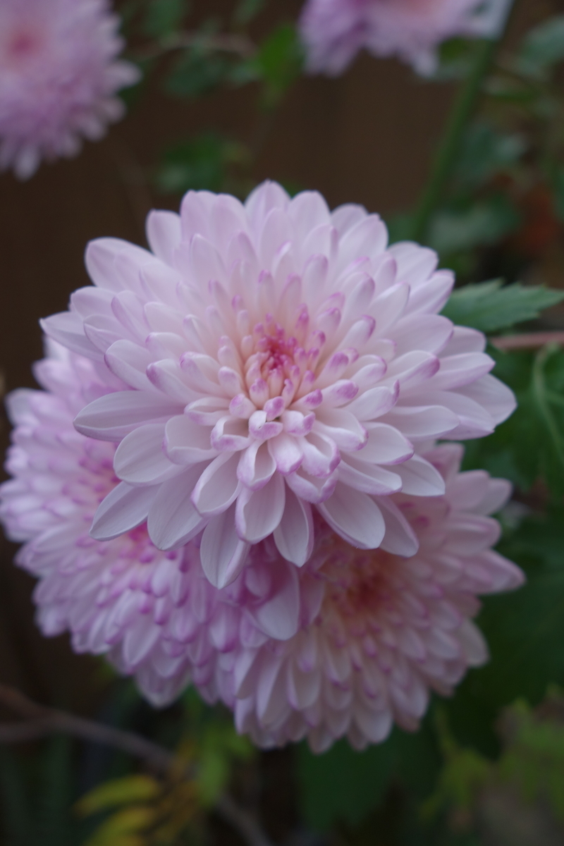f:id:muramoto-wagashi:20201126085648j:plain