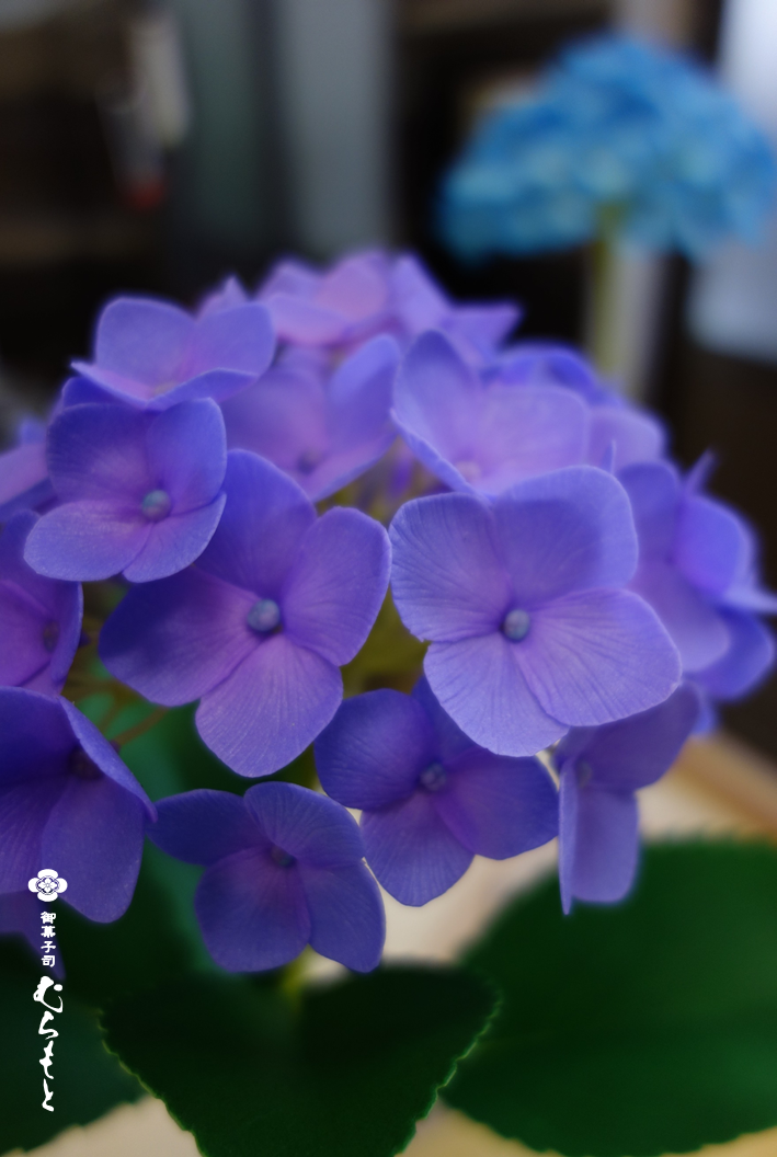 f:id:muramoto-wagashi:20210528184531p:plain