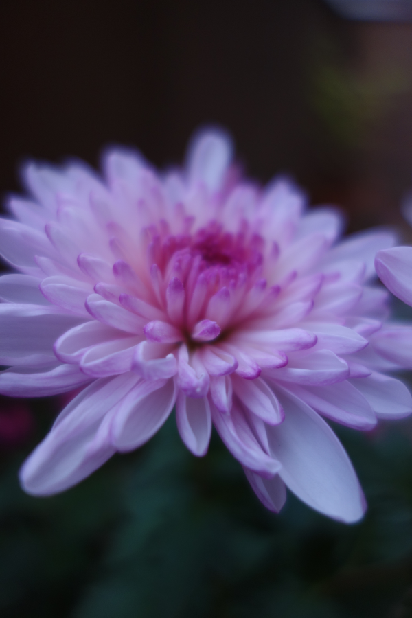 f:id:muramoto-wagashi:20211118183402p:plain