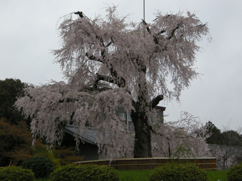 f:id:murana:20120414083508j:image:w600 f:id:murana:20120414083508j:image:w600