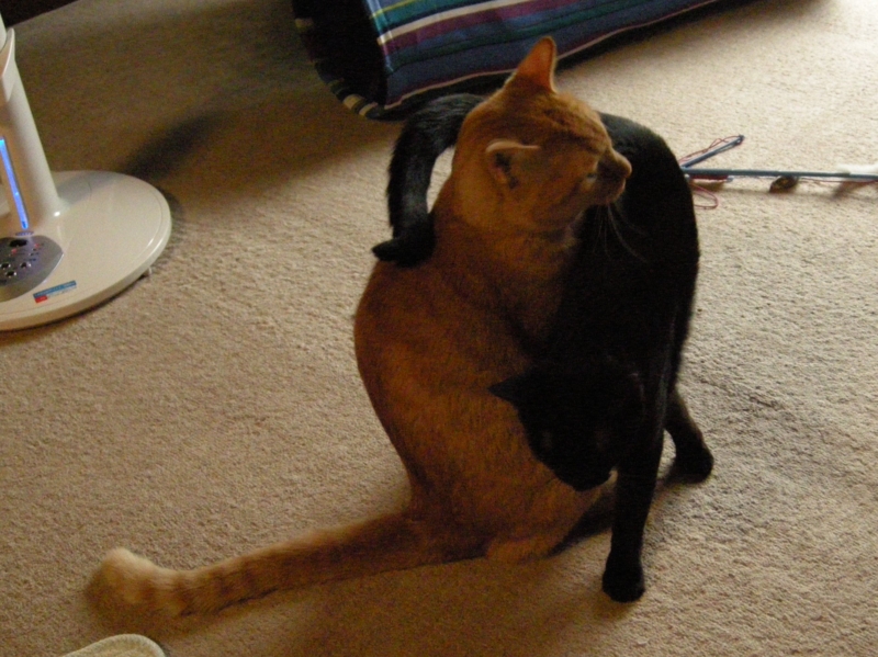 f:id:murana:20120731194526j:image:w200