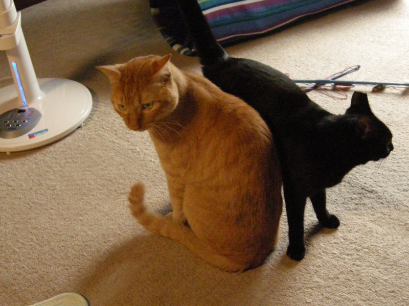 f:id:murana:20120731194527j:image:w200