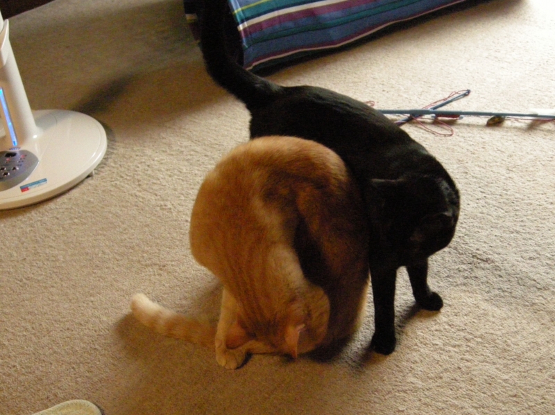 f:id:murana:20120731194528j:image:w200