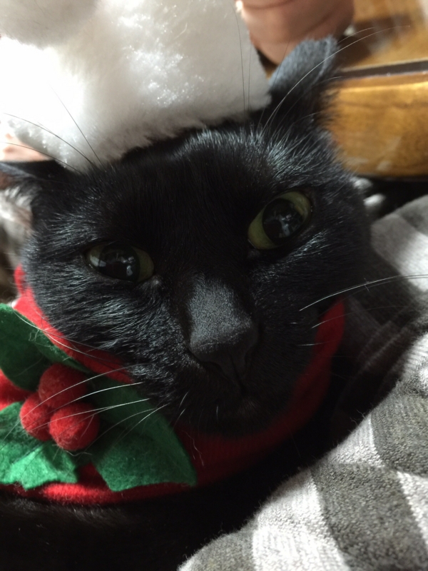 f:id:murana:20151224232639j:image:w450