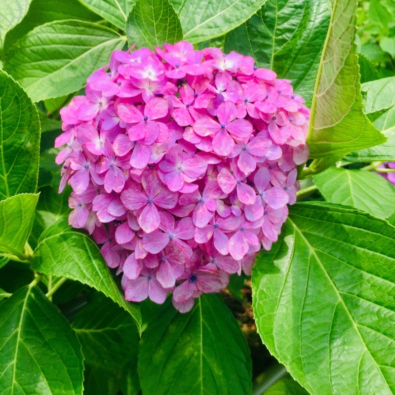 f:id:murana:20190619194817j:image f:id:murana:20190619194817j:image