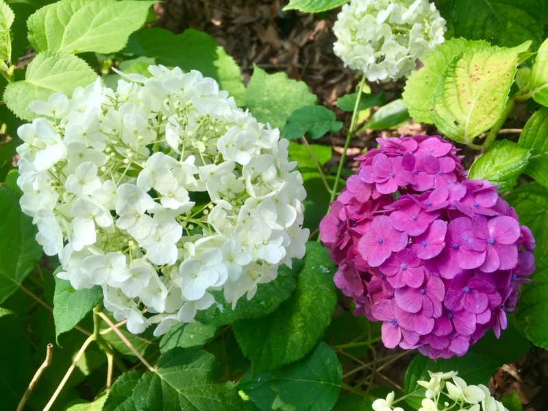 f:id:murana:20190619194828j:image f:id:murana:20190619194828j:image