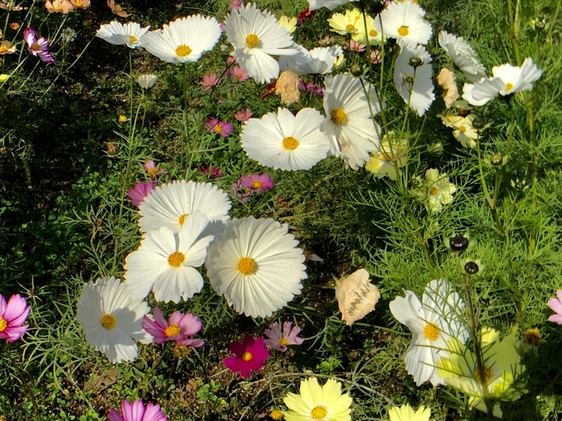 f:id:murana:20201111153534j:image f:id:murana:20201111153534j:image