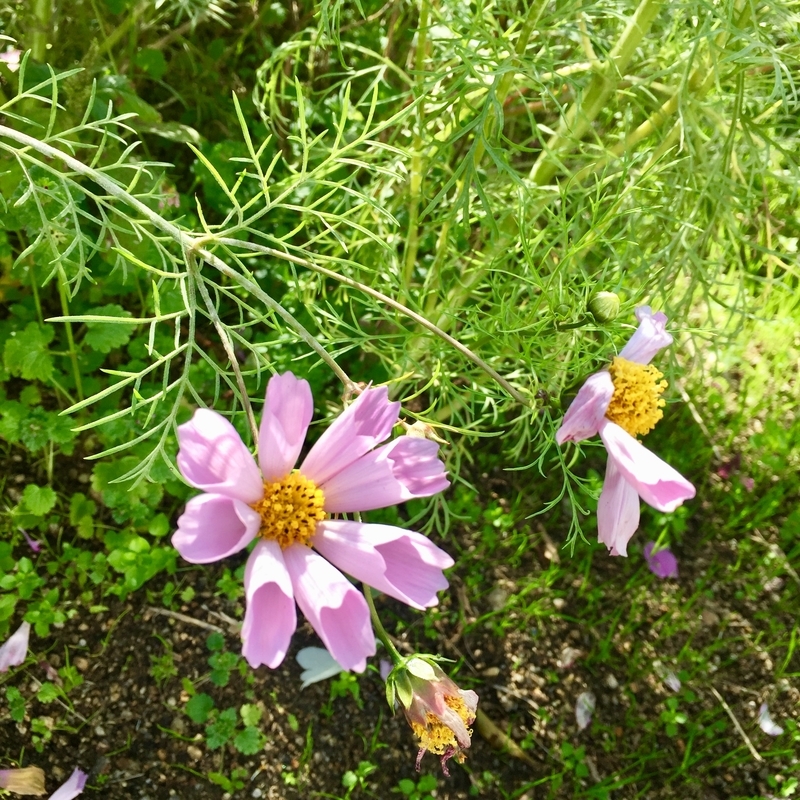f:id:murana:20201111181039j:image f:id:murana:20201111181039j:image