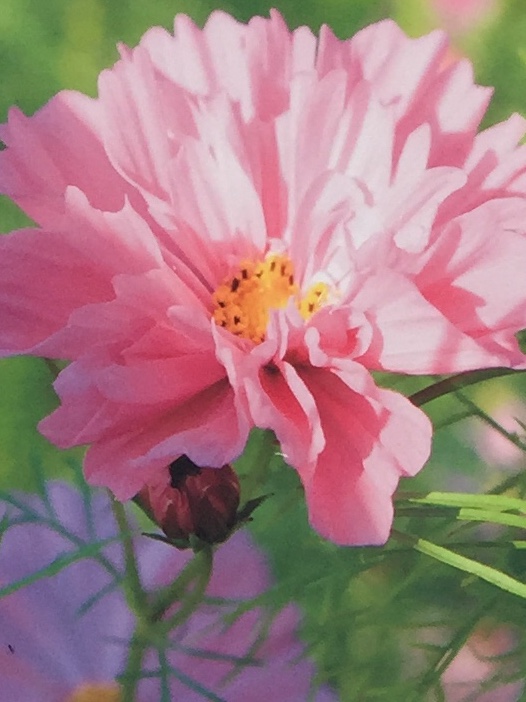 f:id:murana:20201111183121j:image f:id:murana:20201111183121j:image