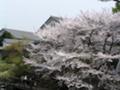 桜：岸根公園にて