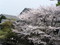 桜：岸根公園にて