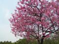 桜：岸根公園にて